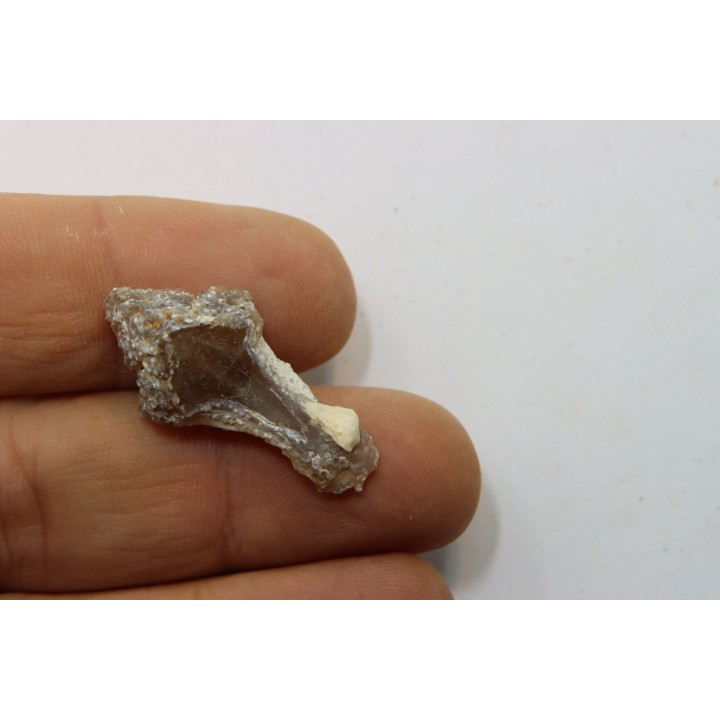 Rhyncholite ( bec de nautile) - Barthonien - Gueran, Sahara occidentale