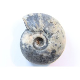 NANNITES cf. HEBERTI - Smithien (trias) - Bobonaro Scaly Clay - Lidak - TIMOR - INDONESIE