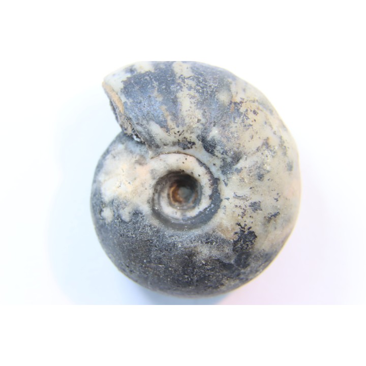 NANNITES cf. HEBERTI - Smithien (trias) - Bobonaro Scaly Clay - Lidak - TIMOR - INDONESIE