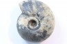 NANNITES cf. HEBERTI - Smithien (trias) - Bobonaro Scaly Clay - Lidak - TIMOR - INDONESIE