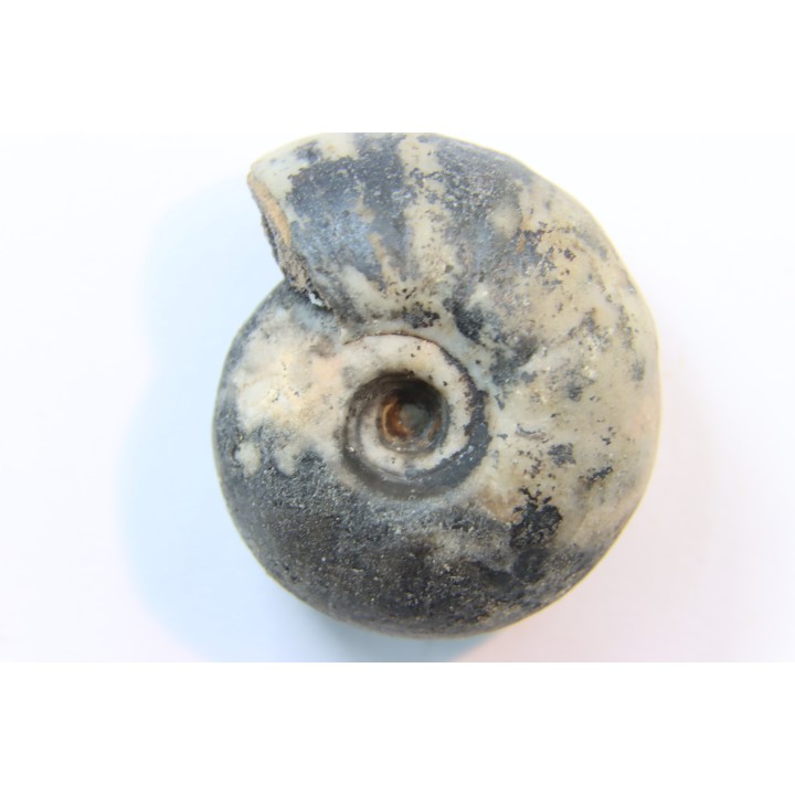 NANNITES cf. HEBERTI - Smithien (trias) - Bobonaro Scaly Clay - Lidak - TIMOR - INDONESIE