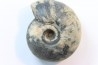 NANNITES cf. HEBERTI - Smithien (trias) - Bobonaro Scaly Clay - Lidak - TIMOR - INDONESIE