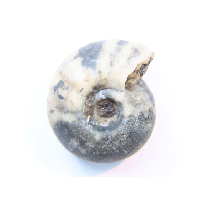 NANNITES cf. HEBERTI - Smithien (trias) - Bobonaro Scaly Clay - Lidak - TIMOR - INDONESIE