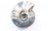 NANNITES cf. HEBERTI - Smithien (trias) - Bobonaro Scaly Clay - Lidak - TIMOR - INDONESIE