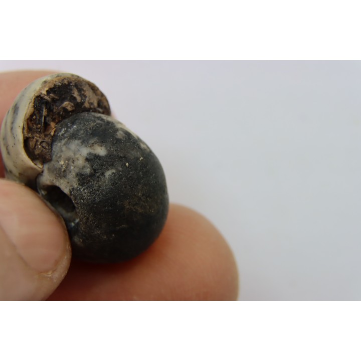 NANNITES cf. HEBERTI - Smithien (trias) - Bobonaro Scaly Clay - Lidak - TIMOR - INDONESIE