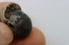 NANNITES cf. HEBERTI - Smithien (trias) - Bobonaro Scaly Clay - Lidak - TIMOR - INDONESIE