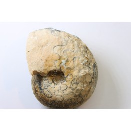 BROUWERITES INTERMEDIUS - Norien (TRIAS) - Bobonaro Scaly Clay - Noe Bihati - TIMOR - INDONESIE