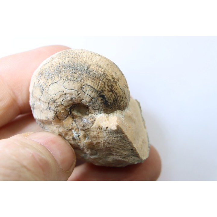 BROUWERITES INTERMEDIUS - Norien (TRIAS) - Bobonaro Scaly Clay - Noe Bihati - TIMOR - INDONESIE