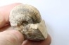 BROUWERITES INTERMEDIUS - Norien (TRIAS) - Bobonaro Scaly Clay - Noe Bihati - TIMOR - INDONESIE
