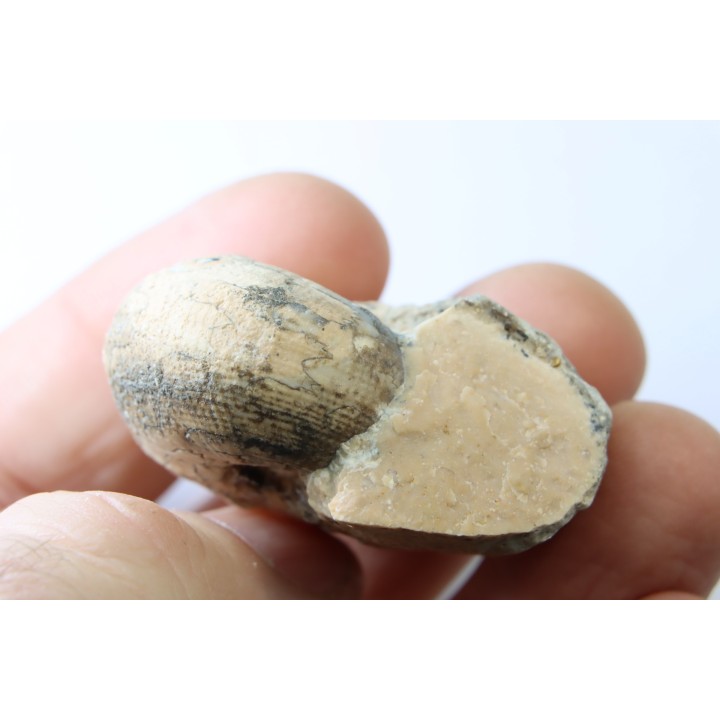 BROUWERITES INTERMEDIUS - Norien (TRIAS) - Bobonaro Scaly Clay - Noe Bihati - TIMOR - INDONESIE