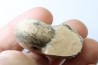 BROUWERITES INTERMEDIUS - Norien (TRIAS) - Bobonaro Scaly Clay - Noe Bihati - TIMOR - INDONESIE