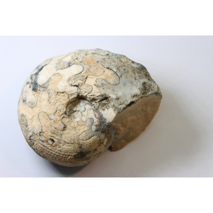 BROUWERITES INTERMEDIUS - Norien (TRIAS) - Bobonaro Scaly Clay - Noe Bihati - TIMOR - INDONESIE
