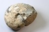 BROUWERITES INTERMEDIUS - Norien (TRIAS) - Bobonaro Scaly Clay - Noe Bihati - TIMOR - INDONESIE