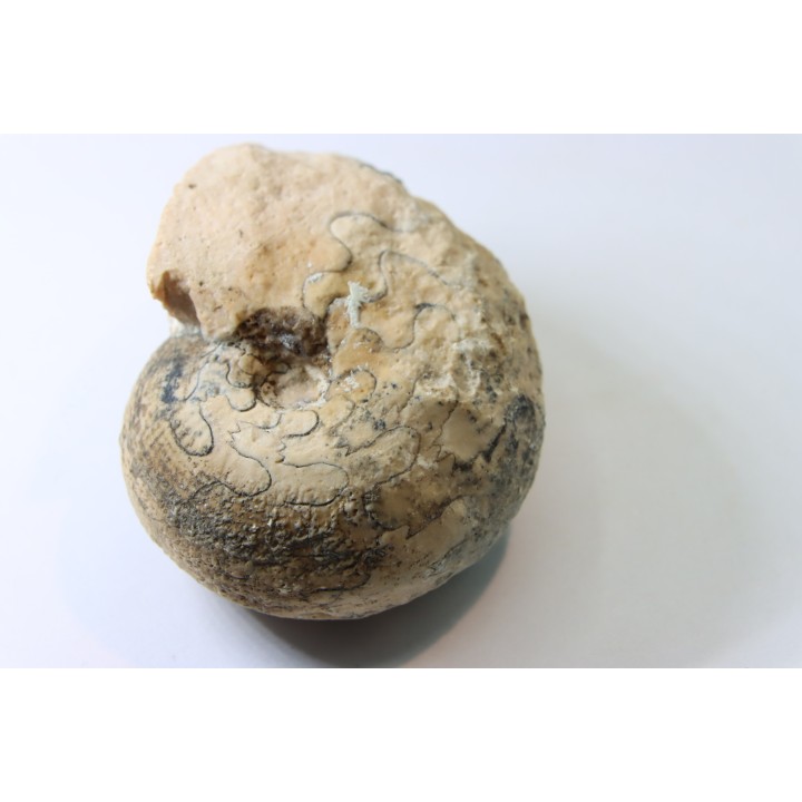 BROUWERITES INTERMEDIUS - Norien (TRIAS) - Bobonaro Scaly Clay - Noe Bihati - TIMOR - INDONESIE