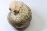 BROUWERITES INTERMEDIUS - Norien (TRIAS) - Bobonaro Scaly Clay - Noe Bihati - TIMOR - INDONESIE