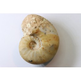 PSEUDOCELTITES MULTIPLICATUS - Smithien (trias) - Bobonaro Scaly Clay - Lidak - TIMOR - INDONESIE