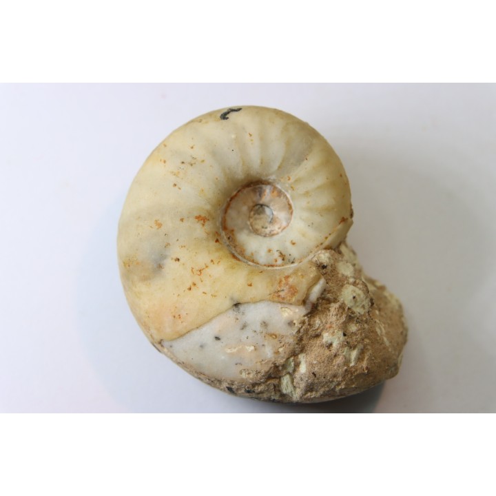 PSEUDOCELTITES MULTIPLICATUS - Smithien (trias) - Bobonaro Scaly Clay - Lidak - TIMOR - INDONESIE