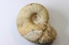 PSEUDOCELTITES MULTIPLICATUS - Smithien (trias) - Bobonaro Scaly Clay - Lidak - TIMOR - INDONESIE