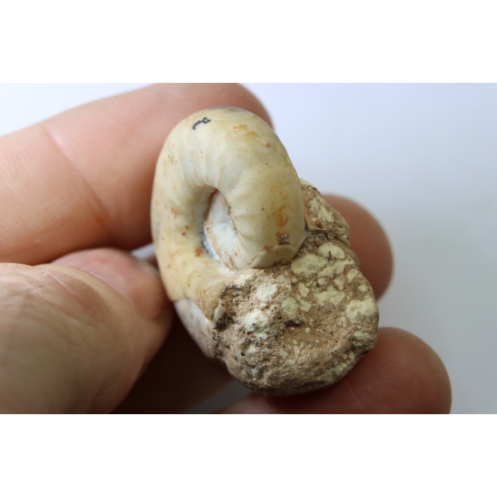 PSEUDOCELTITES MULTIPLICATUS - Smithien (trias) - Bobonaro Scaly Clay - Lidak - TIMOR - INDONESIE
