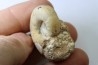 PSEUDOCELTITES MULTIPLICATUS - Smithien (trias) - Bobonaro Scaly Clay - Lidak - TIMOR - INDONESIE