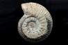 Hammatoceras Speciosum - Toarcien - Roanne - FRANCE