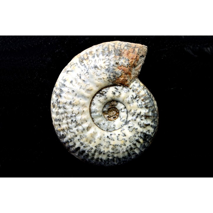 Hammatoceras Speciosum - Toarcien - Roanne - FRANCE