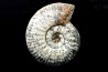 Hammatoceras Speciosum - Toarcien - Roanne - FRANCE