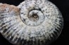 Hammatoceras Speciosum - Toarcien - Roanne - FRANCE