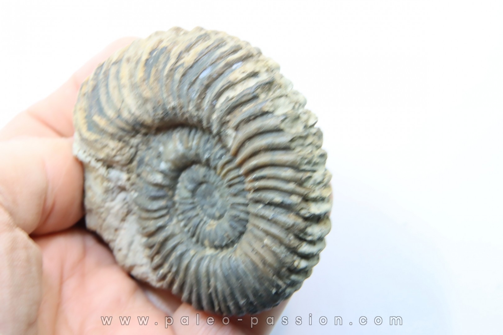 Parawedekindia arduennense (D'Orbigny, 1848) - callovien - fmt des marnes de Dives - Villers sur Mer - France