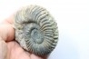 Parawedekindia arduennense (D'Orbigny, 1848) - callovien - fmt des marnes de Dives - Villers sur Mer - France