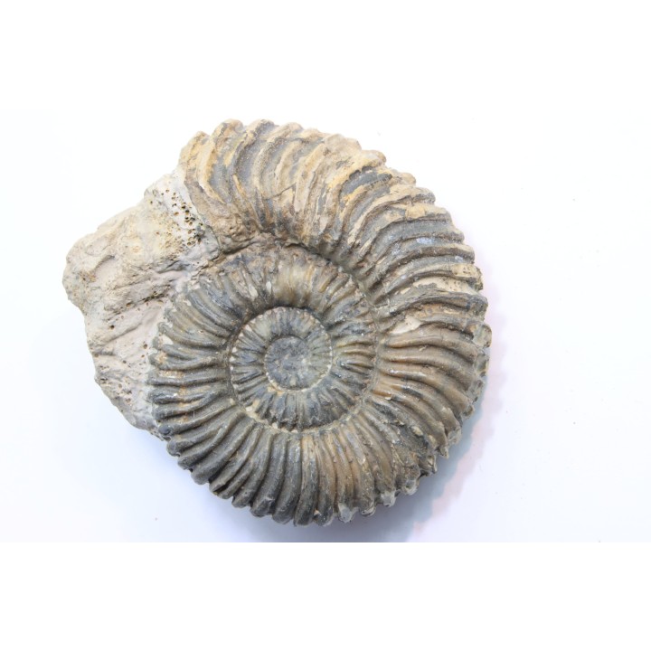 Parawedekindia arduennense (D'Orbigny, 1848)  - callovien - fmt des marnes de Dives - Villers sur Mer - France