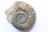 Parawedekindia arduennense   // callovian // formation des marnes de Dives // Villers sur Mer - France