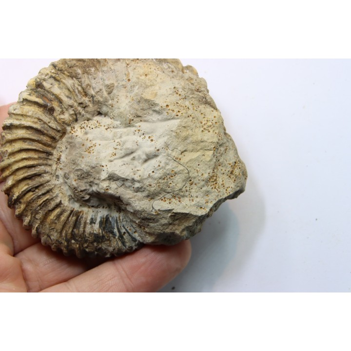 Parawedekindia arduennense (D'Orbigny, 1848)  - callovien - fmt des marnes de Dives - Villers sur Mer - France