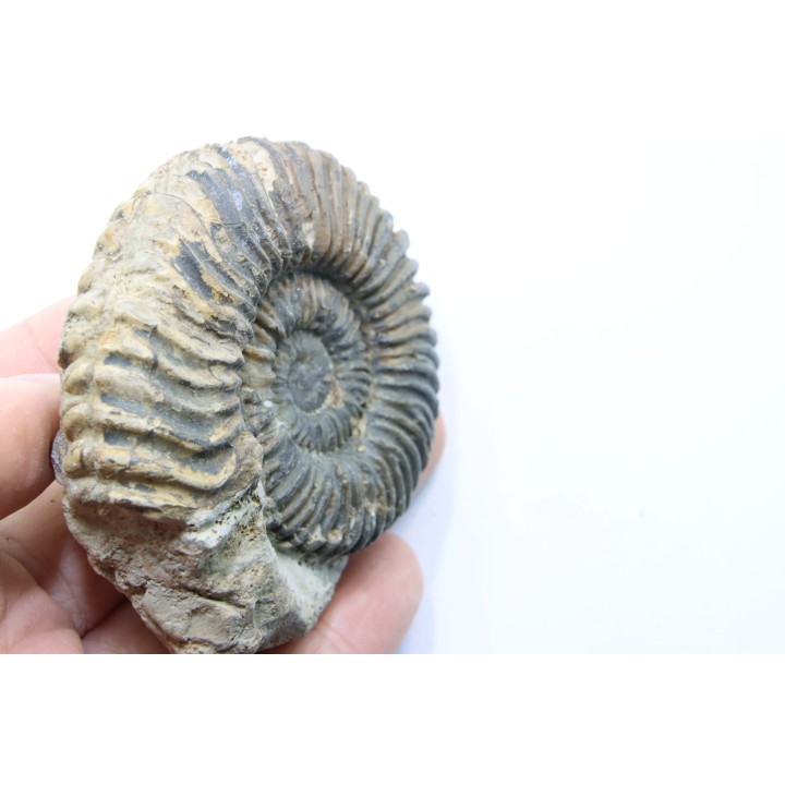 Parawedekindia arduennense (D'Orbigny, 1848)  - callovien - fmt des marnes de Dives - Villers sur Mer - France