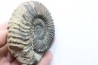 Parawedekindia arduennense (D'Orbigny, 1848) - callovien - fmt des marnes de Dives - Villers sur Mer - France