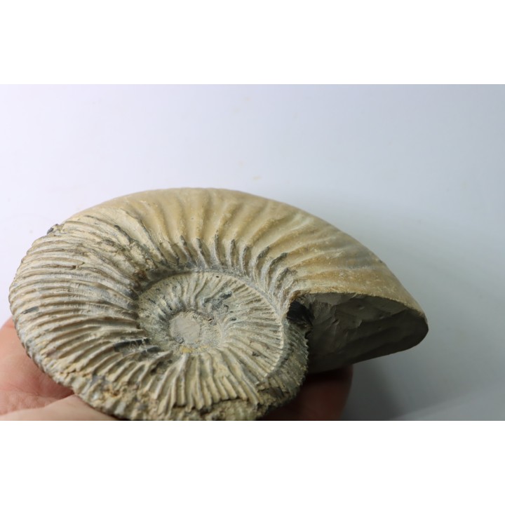 Kosmoceras  Ornatum   // callovian // formation des marnes de Dives // Villers sur Mer - France