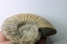 Kosmoceras  Ornatum   // callovian // formation des marnes de Dives // Villers sur Mer - France
