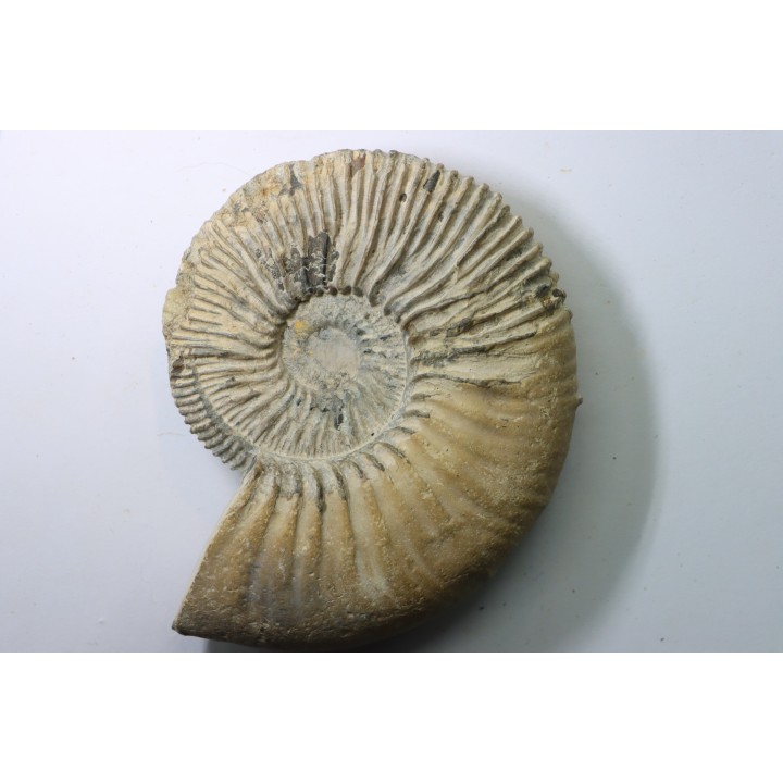 Kosmoceras  Ornatum   // callovian // formation des marnes de Dives // Villers sur Mer - France