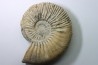 Kosmoceras  Ornatum   // callovian // formation des marnes de Dives // Villers sur Mer - France