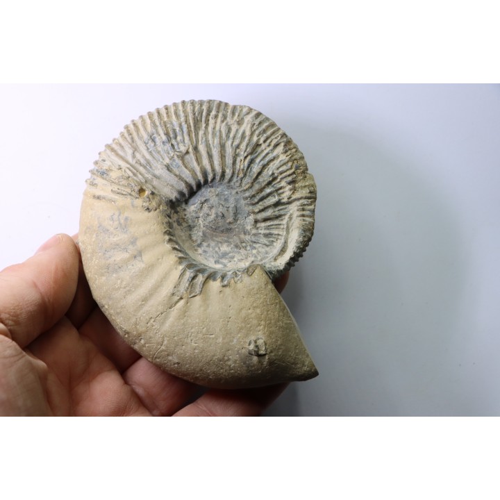 Kosmoceras  Ornatum (Schlotheim, 1820)  - callovien - fmt des marnes de Dives - Villers sur Mer - France