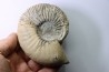 Kosmoceras  Ornatum (Schlotheim, 1820)  - callovien - fmt des marnes de Dives - Villers sur Mer - France