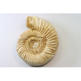 Microconque - 8 cm - KRANAOSPHINCTES (PACHYPLANULITES) RABEI - oxfordien - Madagascar