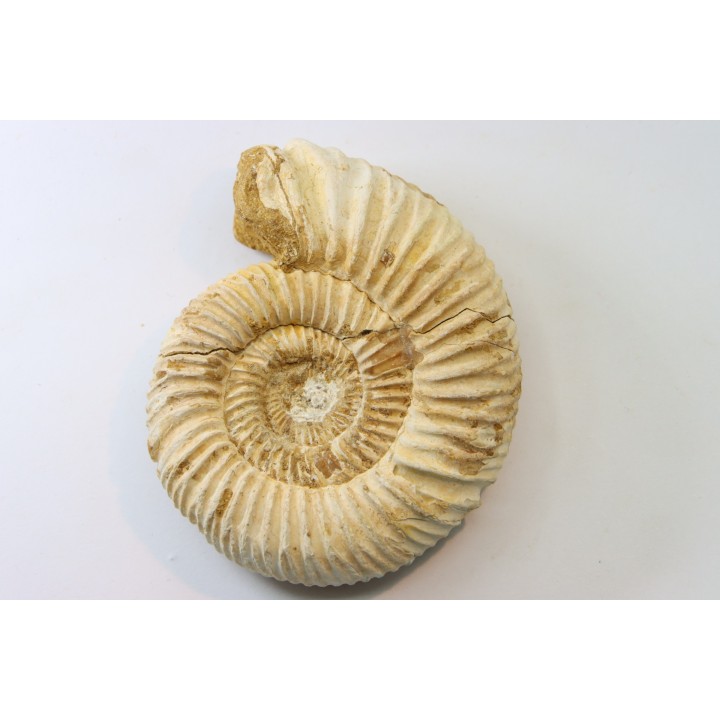 KRANAOSPHINCTES (PACHYPLANULITES) RABEI