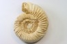 KRANAOSPHINCTES (PACHYPLANULITES) RABEI