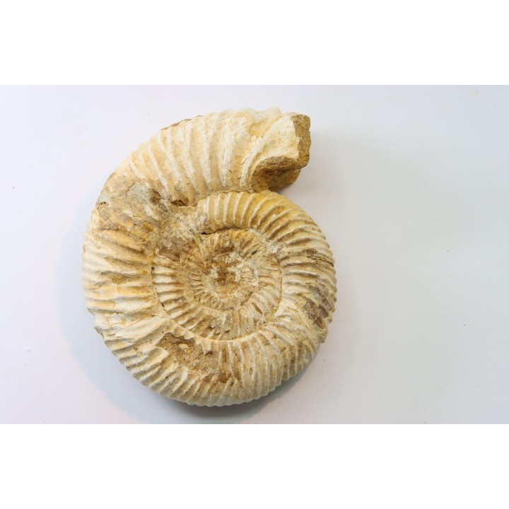 KRANAOSPHINCTES (PACHYPLANULITES) RABEI