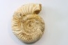 KRANAOSPHINCTES (PACHYPLANULITES) RABEI
