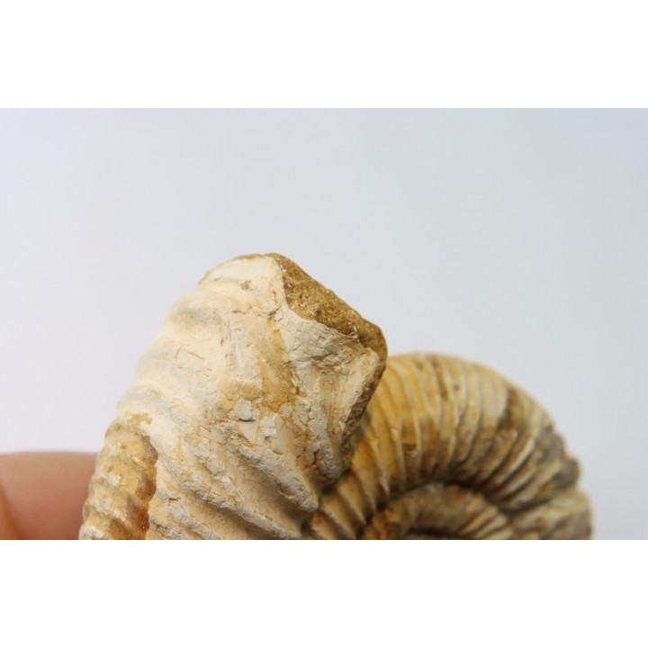 KRANAOSPHINCTES (PACHYPLANULITES) RABEI