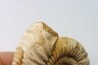 Microconque - 8 cm - KRANAOSPHINCTES (PACHYPLANULITES) RABEI - oxfordien - Madagascar