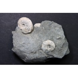 Pleuroceras Transiens - Domérien - Buttenheim, Allemagne