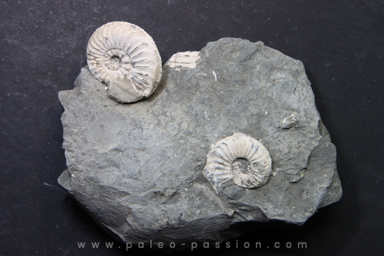 Pleuroceras Transiens - Domérien - Buttenheim, Allemagne